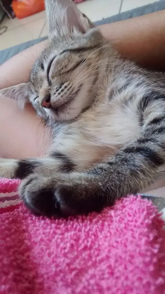 Gato raça SRD idade 2 a 6 meses nome Tom e Angelina
