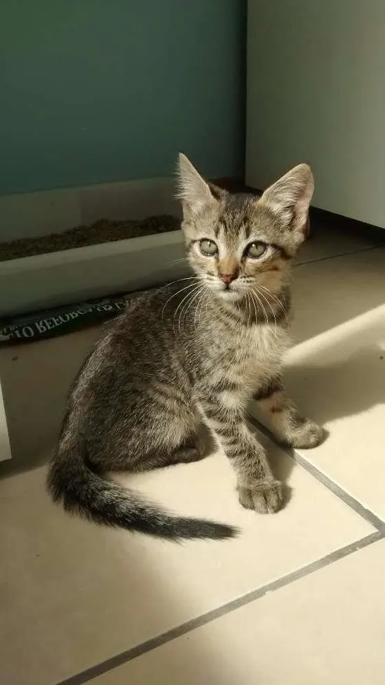 Gato raça SRD idade 2 a 6 meses nome Tom e Angelina