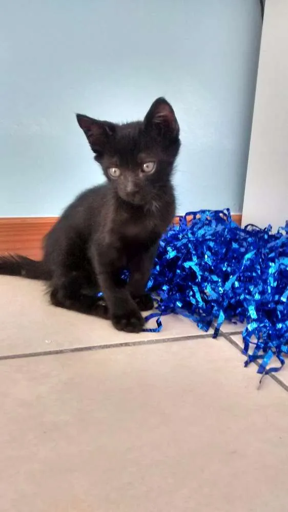 Gato raça SRD idade 2 a 6 meses nome Tom e Angelina