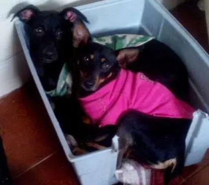Cachorro ra a Pinscher idade 2 anos nome Torrada