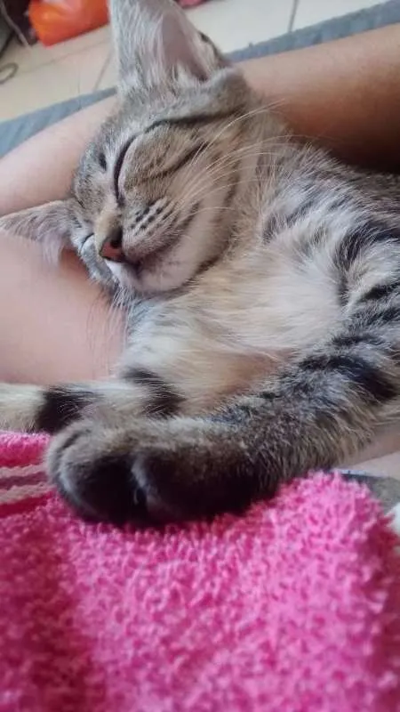 Gato raça SRD idade 2 a 6 meses nome Tom e Angelina