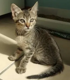Gato raça SRD idade 2 a 6 meses nome Tom e Angelina