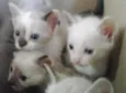 Gatinhos