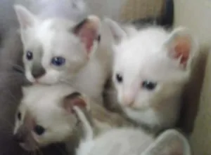 Gato raça siames idade Abaixo de 2 meses nome Gatinhos