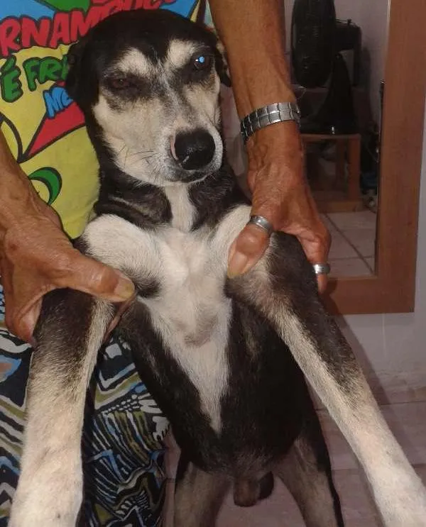 Cachorro ra a Vira lata idade 2 anos nome Pretinho