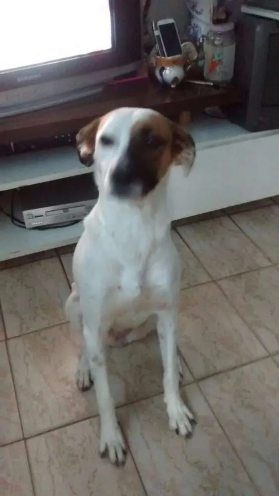 Cachorro ra a SRD idade 3 anos nome AIKA