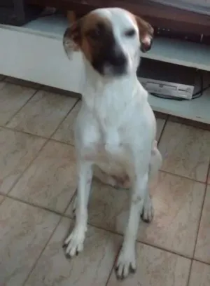 Cachorro raça SRD idade 3 anos nome AIKA