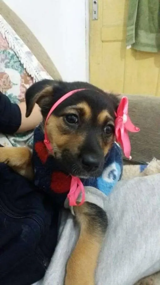 Cachorro ra a SRD idade 2 a 6 meses nome Milla