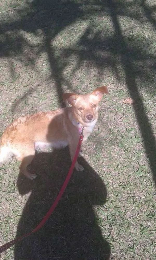 Cachorro ra a SRD idade 2 anos nome Mel