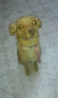 Mel