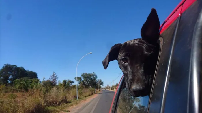 Cachorro ra a SRD idade 7 a 11 meses nome Lua