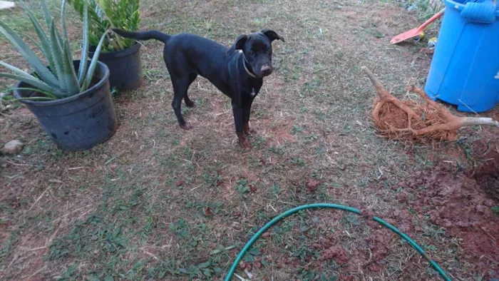 Cachorro ra a SRD idade 7 a 11 meses nome Lua