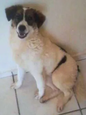 Cachorro raça Desconhecida idade 7 a 11 meses nome Lola