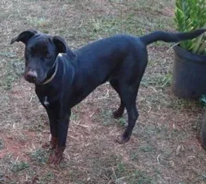 Cachorro raça SRD idade 7 a 11 meses nome Lua