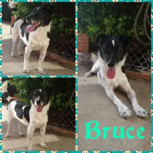 Cachorro raça SRD idade 4 anos nome Bruce