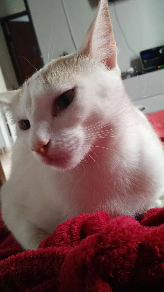 Gato ra a Misto idade 1 ano nome Billy