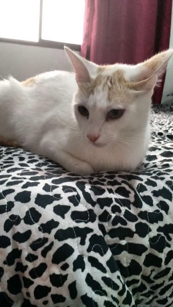 Gato ra a Misto idade 1 ano nome Billy
