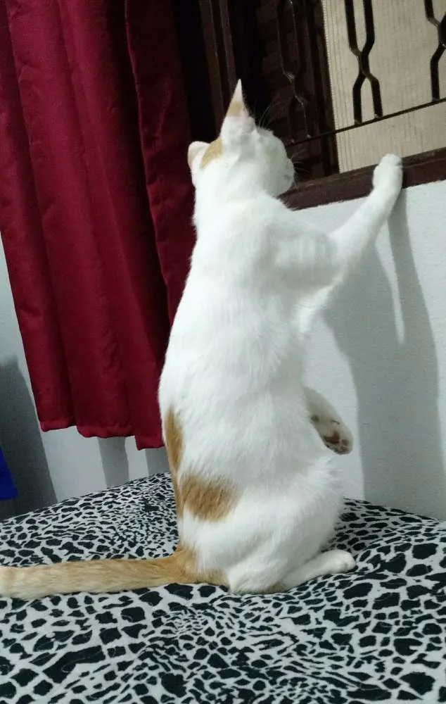 Gato ra a Misto idade 1 ano nome Billy