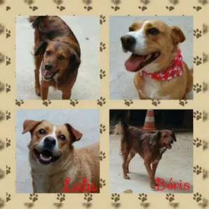 Cachorro raça SRD idade 3 anos nome Lulu e Bóris