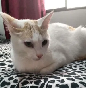 Gato raça Misto idade 1 ano nome Billy