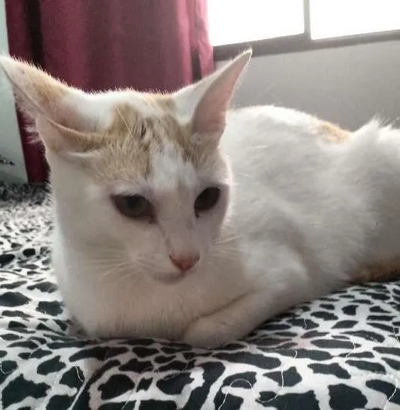 Gato ra a Misto idade 1 ano nome Billy