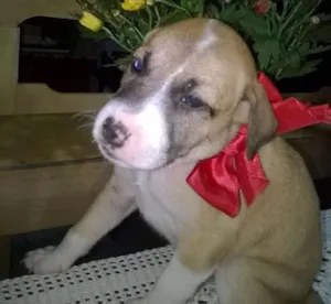 Cachorro raça SRD idade Abaixo de 2 meses nome 5 filhotes