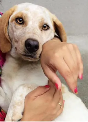 Cachorro raça  idade 2 anos nome Bella