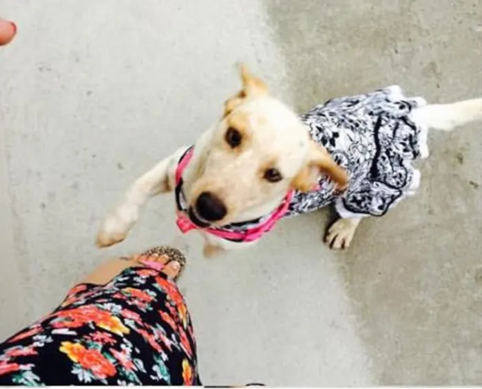 Cachorro raça  idade 2 anos nome Bella