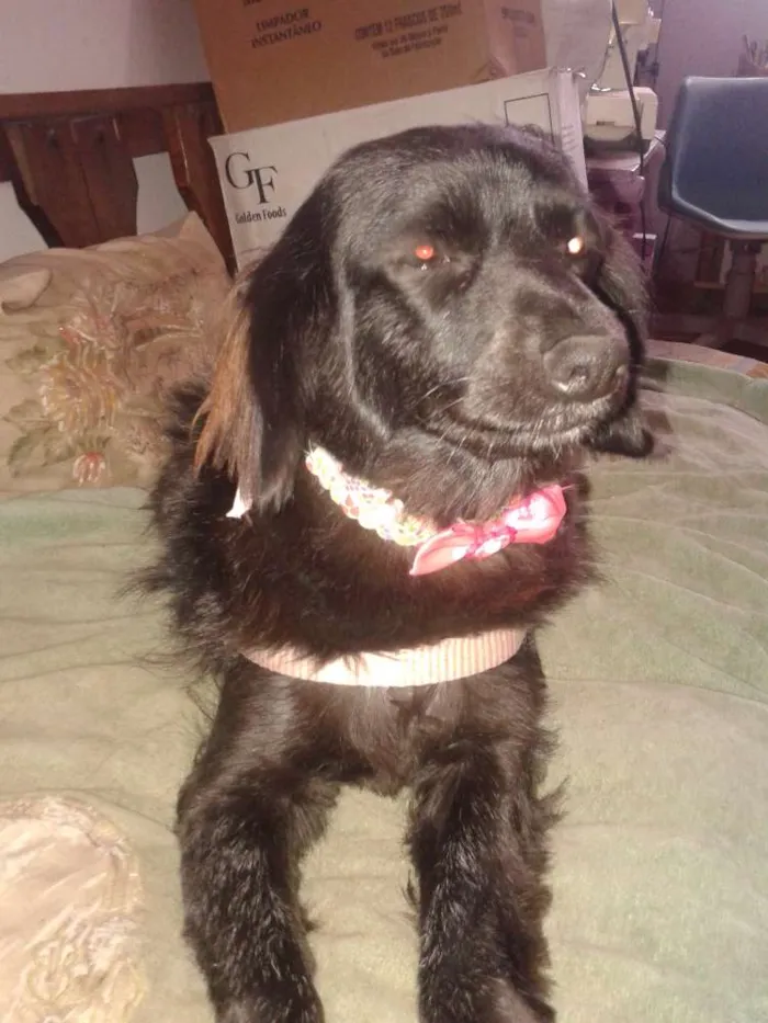 Cachorro ra a RND idade 4 anos nome NINA