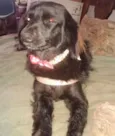 NINA