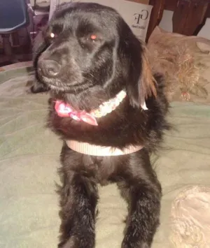 Cachorro raça RND idade 4 anos nome NINA