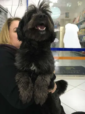 Cachorro raça SRD idade 2 anos nome João