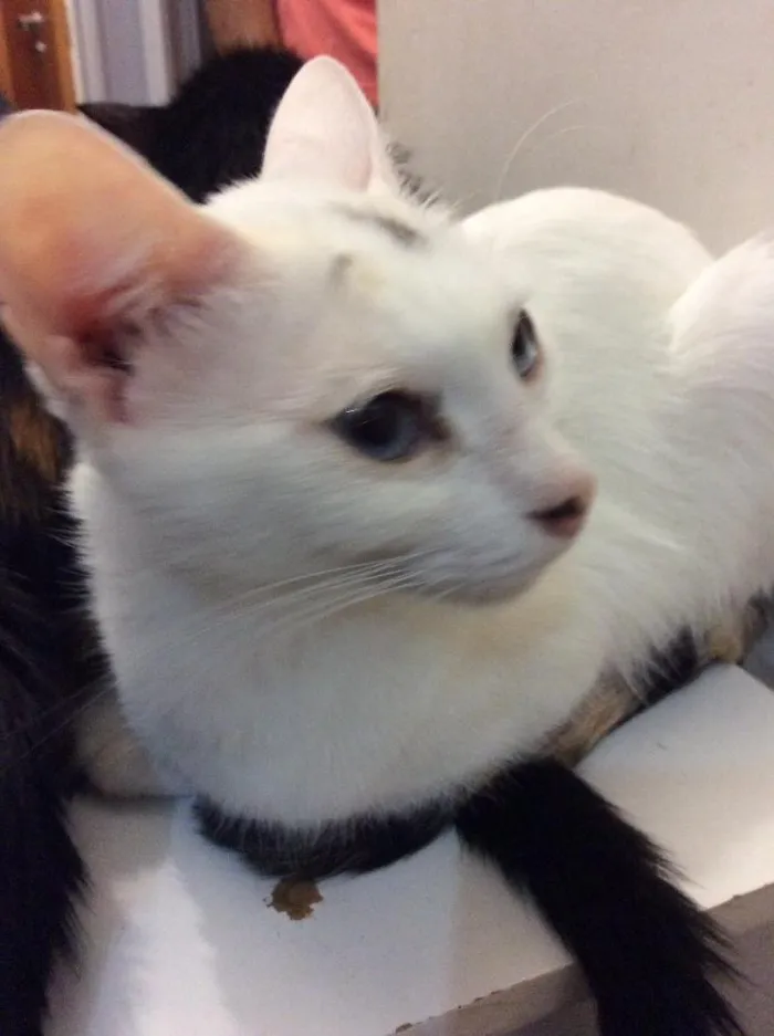 Gato ra a  idade 2 anos nome Branquinha