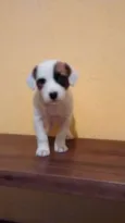 PIRATINHA