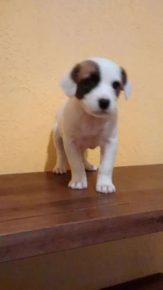Cachorro ra a SRD idade 2 a 6 meses nome PIRATINHA