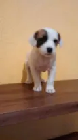 PIRATINHA