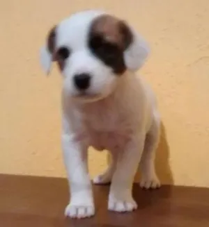 Cachorro raça SRD idade 2 a 6 meses nome PIRATINHA