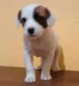PIRATINHA