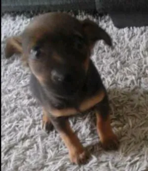 Cachorro raça Vira-Lata idade Abaixo de 2 meses nome Dela