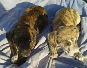 Cachorro raça SRD idade 2 a 6 meses nome Sissa e sacha