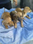 Susi, Fred e Barnei