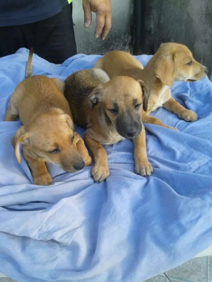 Cachorro raça SRD idade 2 a 6 meses nome Susi, Fred e Barnei