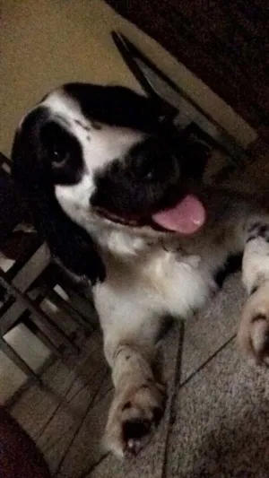 Cachorro raça raciado com cocker idade 2 anos nome chico