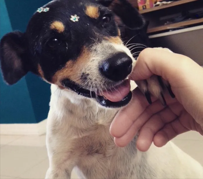 Cachorro ra a Fox Paulistinha idade 6 ou mais anos nome Chinesa