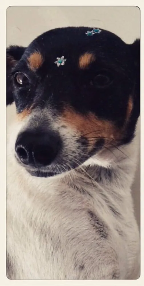Cachorro ra a Fox Paulistinha idade 6 ou mais anos nome Chinesa
