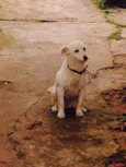 Lola