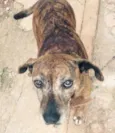 Bela