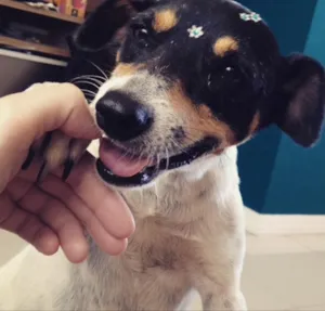 Cachorro raça Fox Paulistinha idade 6 ou mais anos nome Chinesa