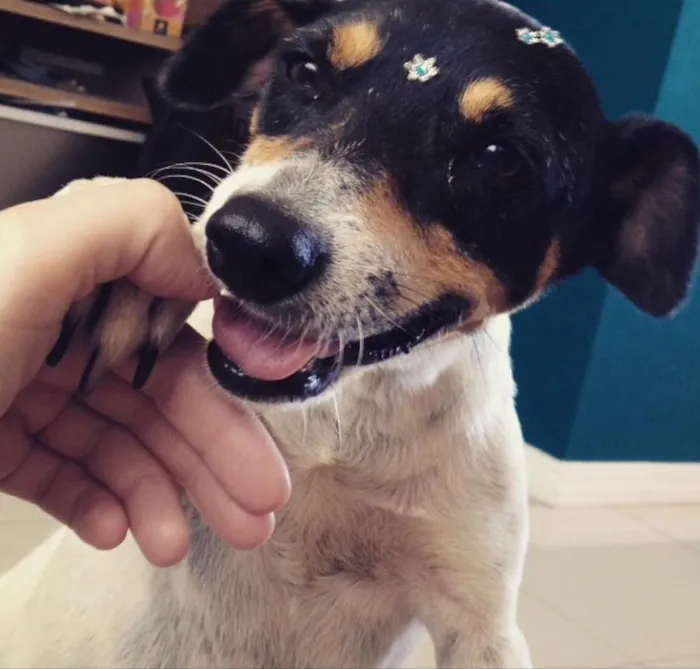 Cachorro ra a Fox Paulistinha idade 6 ou mais anos nome Chinesa