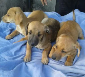 Cachorro raça SRD idade 2 a 6 meses nome Susi, Fred e Barnei